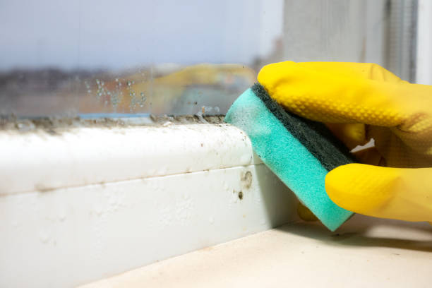 Best Affordable Mold Removal  in USA